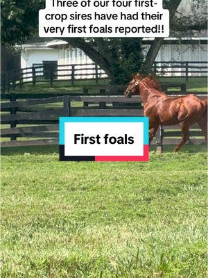 The wait to see our first-crop sire’s first foals is just about over!! #breedersfarm2025 #breedersfarm #horseracing #thoroughbred #racehorse #horsebreeder 