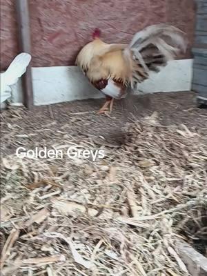 #gamefowl #sabongliife #gallosmexico🐓👌 #gallos #gallosworld #gallosamericanos #gallosfinos💯 #gallosjiros #gallosgolden #goldengreys 