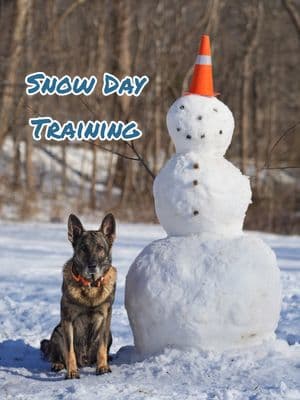 Replying to @realamandafayedon't let a little snow get in your way 🤣 #snowday ##rplusdogtraining #errorlesstraining #forcefreedogtraining 