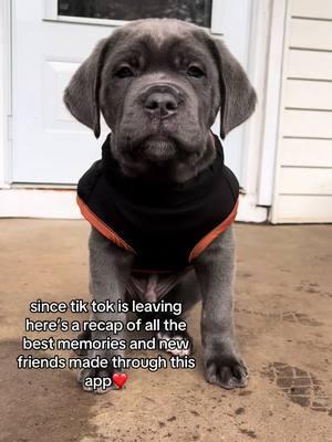 follow bruno’s instagram in bio!!❤️❤️ #fyp #canecorso #PetsOfTikTok #fypシ゚viral #tiktokleaving 