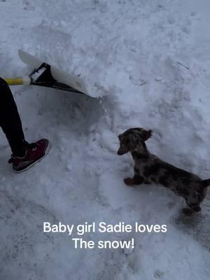 #dappledachshund #dacshundsoftiktok #sullyandsadie #weenie #snowday ❄️❄️❄️ Sadie’s first snow 💜