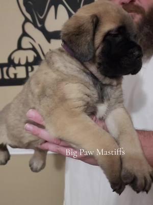 5 weeks! 🐶  #englishmastiff #bigpawmastiffs #nc #mastiff #puppies #mastiffsoftiktok #fyf #puppiesoftiktok #mastifflover #dog #mastiffmom #breeder 