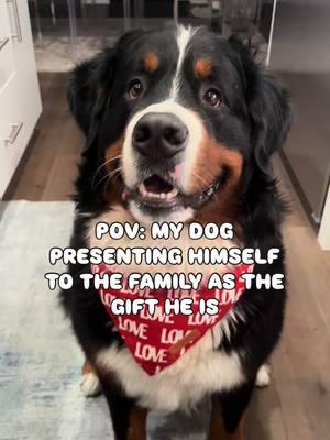 He has Firstborn syndrome all over him! 🥰🤣 #yourwelcome  #firstborn #firstbornchallenge #firstbornbabychallenge #firstbornson #onlychild #onlyson #firstbornchild #bernesemountaindog #berner #puppylove #spoileddog #spoiledpup #spoiled