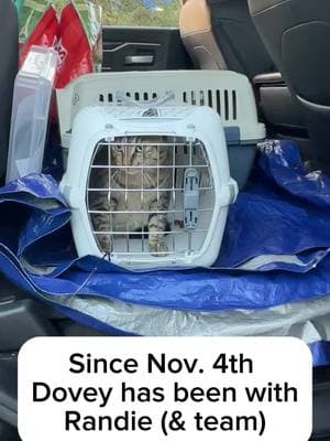 It’s been over 2 months since we shared an update on Dovey’s progress. (Her initial story down below). I have dealt with a  few harder cases in my 15 years of rescue, but never a cat that was so incredibly unpredictable.  Dovey just wants to be loved and be pet, but the smallest wrong move can trigger her to lash out in an aggressive way of biting, clawing, and hissing . After she stayed with us a week, the awesome Randie asked if she could give her a try as she has worked with many feral and aggressive cats in the past (and still does). OF COURSE, we took her up on this opportunity.    It’s been almost 2 1/2 months now, and although the foster has got to understand her triggers more clearly, she again, is just super unpredictable. We have gotten her off all dry food (why so many cats get dehydration related health issues) and only eating Fancy Feast chicken pate wet food 2 times a day. Her fur is softer now. But we are trying to figure out her next home as she is just not a good candidate to go back up for adoption.  HER STORY IF JUST NOW SEEING THIS: 2 years ago, Dovey was a baby kitten, who was rescued from living on a filthy trailer porch & known as being a part of the “Trailer 3” litter. She was adopted for a Christmas gift for a girlfriend, but after 2 year, a marriage, and the arrival of a new baby, Dovey is now returned back to our rescue 😟. She had some aggressive behaviors towards the new baby and developed some other issues in the home.🔹🔹🔹🔹🔹🔹🔹 #saynotodryfood ##babies #nonprofit #501c3 #kittenneedshelp #adoptdontshop #furrynationsalvation #babykitten #sweestestvideo #pets #gato #catsofinstagram #FYP #volusiacounty #florida #fosterneeded #helpneeded #thrifty #furrynationsalvation #kittens #nameus #catsoftheworld #rescuer #helpingcats #adoptme #kidsandpets #preciousvideo #adoptme #fosteringsaveslives  #watchthisinstagood #kittenlife