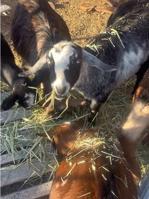 Chickens and Goats and Kitties OH MY 🐓🐐🐈‍⬛ @Dash & Boost @gallitos.elite #farm #Vlog #petchickens #petgoats #petcats #farmlife #animals #farmanimals #chickens #minichickens #goats #chickenkeeping #utah #saltlakecity #mademyyear #spotlightfinds #newyearnewaura  #TikTokShopLastChance  #fashionlookbook #giftguide #ttsdelightnow #TikTokShopNewYearNewAura #tiktokshopjumpstartsale   