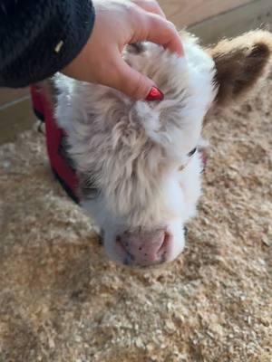 Mom don’t stop scratching #farm #minimooos #minicow #fyp #fypシ #minimooos #cute #cow #calf #babymoo 