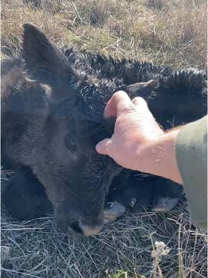 Pasture Puppy. #ranching #calving #calving2025 #ranchin #agriculture #babycalf #pasturepuppy #calf #cowboy #blackangus #cute #fyp #fy #foryoupage #itaintallguitarsandsunsets 