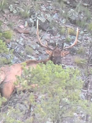 He thinks he sees me! #elk #wildlife #bullelk #fyp #viral 