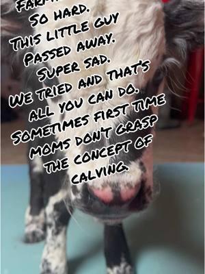 Farming is tough! #calf #baby #babycalf #farm #farmlife #farmtok #cows #cowsoftiktok #🐄🐄🐄🐄🐄🐄🐄🐄🐄🐄🐄🐄🐄🐄🐄🐄🐮🐮🐮🐮🐮🐮🐮🐮🐮🐮🐮🐮🐮🐮🐮🐮🐮 #🐄 #sad #sadfarmer 