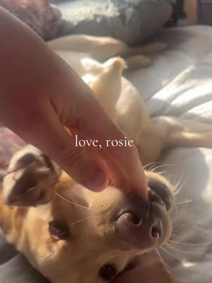 my puppy & what I named her after #loverosie 