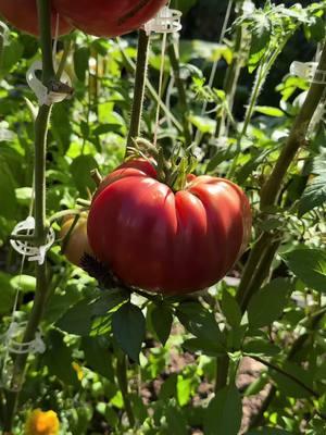 La belleza del huerto me Deja sin palabras #huerto #tomates #FYP #paratiiiiiiiiiiiiiiiiiiiiiiiiiiiiiii #jitomate #polygelnails #huertoencasa #garden #gardening 