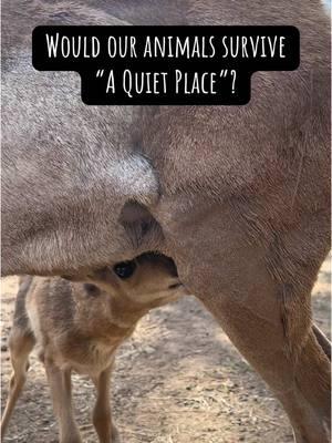 Would our animals survive in “The Quiet Place”?  #bearizona #wildlifepark #bear #blackbear #goat #reindeer #armadillo #wolf #howling 