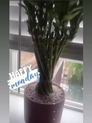 #greenscreenvideo #happymonday #happymondayeveryone #rosasantos47 #luckybamboo #luckybambooplant #bambooplant #bamboo #bambooplants #goodvibes #goodvibes💕 #planta #🎋 #🎋fc🔥 #🌱 #🌱☘️🌾 #🌱🌱🌱 #🌱🌱🌱🌱🌱 