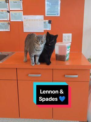 Lennon & Spades 💙 #marl #animalshelter #rescuecat #adoptdontshop 