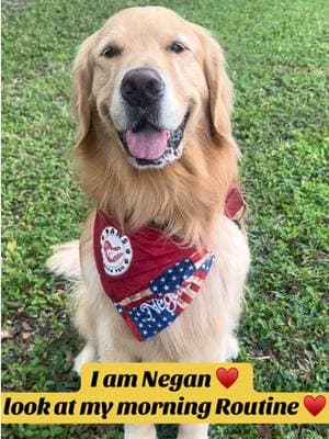 #foryou #pawsbewithyou #neganthetherapydog #goldenretrieverlife #morningroutine #videooftheday #viralvideo #dogsoftiktok #doglovers #viral #followme #thanksforwatching #nodogsallowed #tegantime #iamnegan #negannews #choosethetwos #goldlaw #goldpaw #cuteness #cutenessoverload #puppy #puppylove #makingadifference 