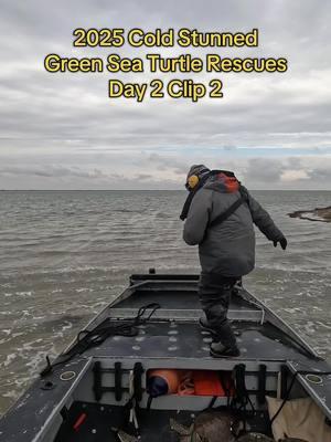 Cold Stunned Sea Turtle Airboat Rescues. #fyp #foryou #boat #boating #fishing #saltwater #cold #coldstunned #turtle #seaturtle #greenseaturtle #endangered #airboat #airboatlife #texas #coastalbend #padreisland #northpadreisland #lagunamadre #seatow #seatowcorpuschristi @Simms Fishing 