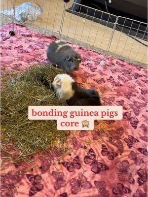 throw back to the last time i bonded guinea pigs 💓😂 #guineapig #smallanimals #funny #mecore #corememories #guineapigsoftiktok #bonding #introduction #bondingtime 