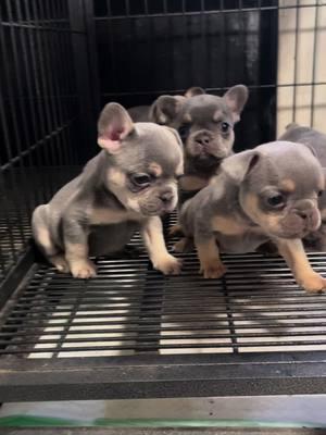 Frenchie pups for grabs they are very Tiny only 4 weeks will be ready February 4th just in time for valentines get at me will be perfect valentines gift for ur loved one#villapando_bullyz #WestTexas #frenchiesoftiktok #tanPoints #frenchiepuppy 