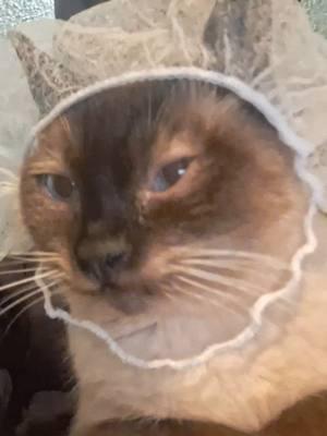 she tolerates my bullsh!t. #cat #catsoftiktok #kitty #kittycat #siamese #beardmask #laundry #whiskers 