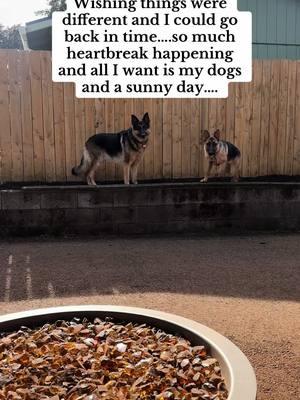 I love them so much #germanshepherd #germanshepherdsoftiktok #germanshepherdpuppy #gsd #gsdpuppy 