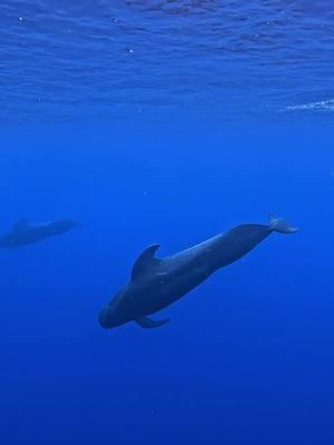 peaceful mornings in the deep blue  #pilotwhales #konahawaii #whales #hawaii #snorklekona #fyp #whalewatching 