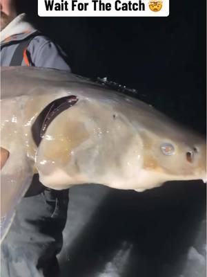 He Caught A Monster Sturgeon While Ice Fishing 🤯 (Via ben_jaminbarrus/ig) #fishing #sturgeon #icefishing #monsterfish 