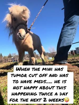 When the little baby has to take his meds. #horses #miniture #miniturehorse #minihorse #paint #palamino #medication #veteran #vet #ranch #ranchlife #horseranch #equine 