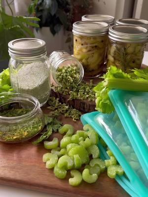 Preserving Celery! Tips for freezing: for the best texture freeze only the stalks and freeze on a sheet pan before transferring to freezer bags. @stasherbag  Dehydrating: Dehydrate for 10-12 hours on your veggie setting (125°) until crunchy. If using a traditional oven use your lowest setting, stir often, until crunchy. (You might need to take the leaves out early so they don’t burn) Celery Salt: Mix 1/4 cup dried celery (leaves or pulverized stems) and 1 cup salt. Mix well.  #celery #celeryjuicebenefits #healthyeating #foodpreservation #preserving #salt #urbanhomestead #canning #slowliving #zerowaste #lowwaste #lowwasteliving #denver