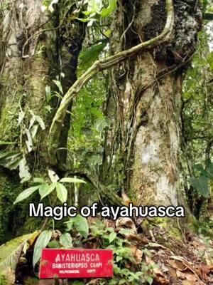 Ayahuasca is the sacred medicine that finds you when you’re ready #ayahuasc #ayahuasceremony #HealingJourney #spiritualtok #psychedelictherapy #fypシ #chacruna #shamans #shamanmedicine  