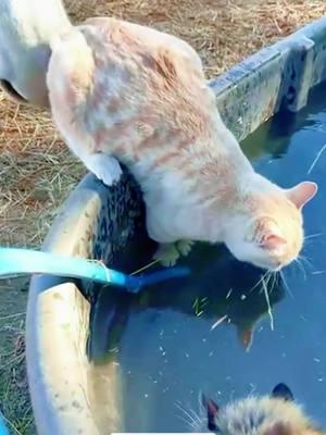 Cat vs Sheep.#cats #cutecats #foryou #funnytiktok #funnyvideos #usa #funnyanimals #fypシ #cute #funnycat #catlover #funnypets #viral #funny 