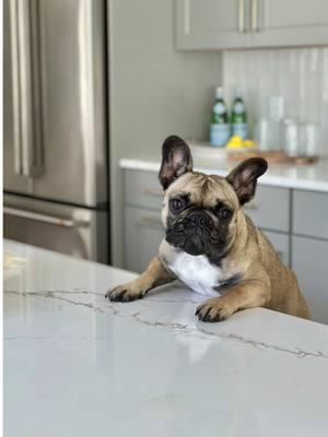 For those with furry family members 🐾 When updating your home, or shopping for a new one, make sure to keep them in mind! Here are a few tips to make your home stylish AND pet-friendly: 1️⃣ Durable flooring: fight scratches and stains with luxury vinyl plank, which is also cost effective. 2️⃣ Pet doors, there are a lot of energy efficient, smart, and easy to install options nowadays! 3️⃣ Built-in feeding stations: something our clients absolutely love! Pet bowls aren’t typically the prettiest, and can be in the way of your space. 4️⃣ Built-in or hidden pet nooks 5️⃣ Built-in vacuums & high quality HVAC filters: a central vacuum system with a dedicated pet hair attachment makes it easy to keep your floors spotless. High quality HVAC filters can also trap pet dander and debris. #pethomeideas #dogownerhacks #petfriendlyhome #petownertips #homerenovationideas 