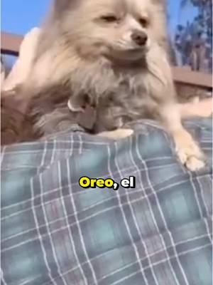 No estoy llorando, tú estás llorando 😭 #palisades #oreo #oreopalisades #oreodog #firulais #doglover #perro #perrito #losangeles #losangelescounty #angelinos #LA #SouthernCalifornia #Wildfires #Wildfire #incendios #californianos #somosoriginal