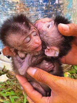 The poor baby monkey #monkey #monkeys #monkeydluffy #babymonkey #cute #cutemonkey #wildlife #monkeyface #usa #wildanimals #animals #pet #foryou #cuteanimals #poor #monkeybaby #monkeylover #babyanimals #adorable #viral 