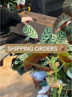 That’s the sound of plants on their way home 💞 #fyp #plants #shippingplants #newplants #shipping #youvegotmail #haul #gabriellaplants 