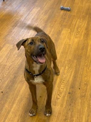 The chatters🥺 Levi sure loves his squeaker ball 🎾 #PetsOfTikTok #sfadopt #fyp #siouxfallssouthdakota #animalsoftiktok #viralvideo🔥🔥🔥 #foryou #viral #viraltiktok #fypシ #siouxfalls #dogs #funnydogs #funnydogsoftiktok #chatterbox #dogchattering #cutedogs #wait #theydontloveyoulikeiloveyou 