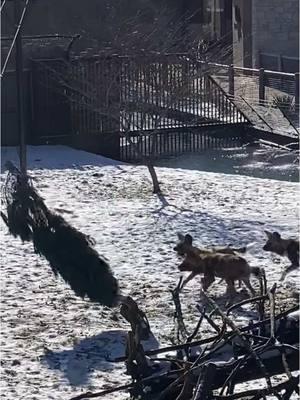 You know who loves the snow? Puppies! The African painted dog pups (who are over a year old now) had so much fun playing in the snow with this old Christmas tree last week. They’re such a joy to watch! Bonus, if you turn the sound up, you can hear their squeaky squeakers, which are just the cutest.  #potawatomizoo #africanpainteddogs