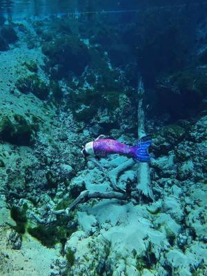 Mermaid flips #mermaidtricks #mermaid #memraidlife #mermaidcontentcreator #contentcreator #fyp #florida #floridamermaid #allthingsmermaid #viral #underwater #underwatertiktok #floridasprings #fanning 