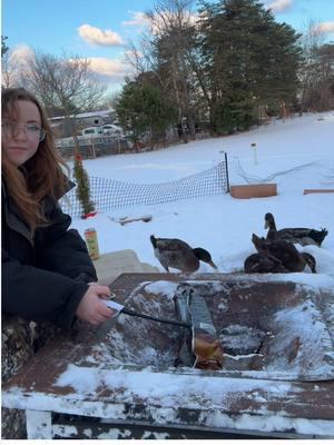 Making a fire for my ducks 🦆 🪵🔥 #callduck #rouenduck #snow #asmr 