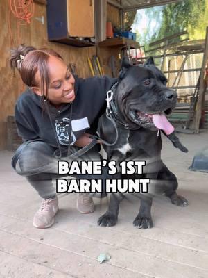 Cane Corso Meetup hosted a Barn Hunt and Bane had a blast his first time out! #raisingbane #banethedog #canecorso 