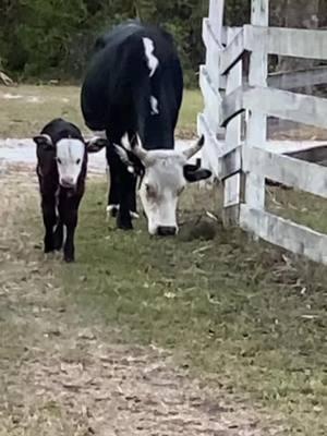 She's been following me everywhere! 😳 #creep #cow #cowsoftiktok #calf  #dogsoftiktok #fyp #fypシ #bassethound #basset  #bassethounds #bassetlife #doglife #lifeofadog #houndtok #bassettok #dogtok #houndtok #bassethoundsoftiktok #dogtok #lifeofpets