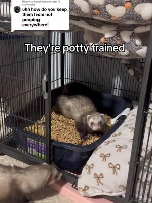 Replying to @femininewarfare_ #fyp #nipperandkipper #cuteanimals #ferretsoftiktok #foryoupage #ferretroom #potty #litterbox #fypシ #ferrettok #ferretcage 