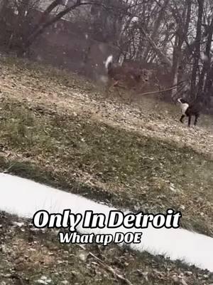 What up DOE #Literally Another great Only In Detroit moment 🦌  #Whatupdoe #detroitvseverybody #Deers #Doglovers #Comedy #Foryoup 