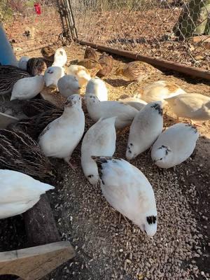 SPending time with my birds #thelongerilivethemoreilearn #rhodeschickenranch #fyp #hellorhighwater #bobwhitequail #quail #coturnix #coturnixquail #coturnixquailoftiktok #bobwhitequail #bobwhite #westernnorthcarolina #forestcity 