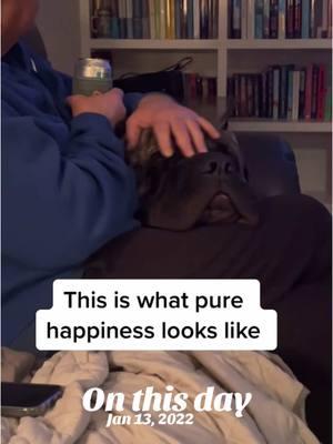 ❤️🐾  #englishmastiff #em #mastiff #squishy #fyp #fypシ #fypage #woof #bear #lapdog #bigdog #dogsoftiktok #hercules #dogsoftiktokviral #sandlot #dogsoftiktokviral🐶🦮 #sweetboy #bigbaby #mastiffsoftiktok #mastiffs #mastifflover #squishyface #jowls #onthisday 