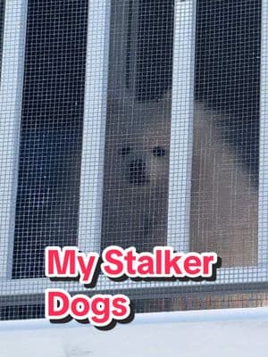 Anyone relate? 😜😂 #dogs #stalker #stare #funnydogs #cutedogs #watchingme 