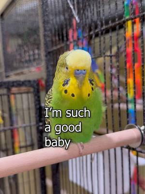 I’m Such a Good Baby! - Boba the Budgie - Talking Parakeet #talkingbudgie #parakeet #budgiesounds #talkingparakeet #petbird #budgies #budgiesoftiktok #talkingparakeet #petbird #budgies #budgiesoftiktok #parakeetsoftiktok #talkingbird #talkingbirds #PetsOfTikTok #birdsoftiktok #petsfyp #petvideos  #fyp 