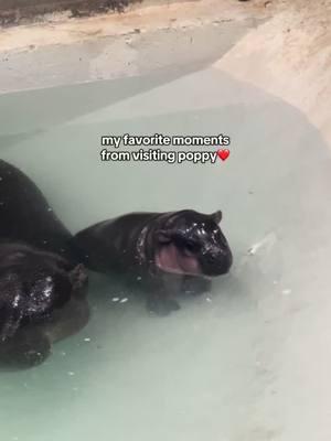 the most perfect loaf🥹 #poppy #moodeng #hippo #babyhippo #pygmyhippo #richmond #va #dmv #virginia #zoo #cute #babyanimals #moments #edit #fyp #foryou 