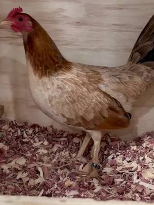 TROY KELSO :Pullet I shipped out today acted like she was going to jump on me for a second. #gamefowl #gamefowlnation #gamefowlfarm #gallerosmexicanos🇲🇽❤ #sabongnation🇵🇭 #gamechickenaddiction #gamechickens #gamefowlbreedersoftexas #gallerosmexicanos🇲🇽👌💯 #sabongnation🇵🇭 #gamefowlmexico #gamefowls #gamefowlbreeding #gamefowllife 