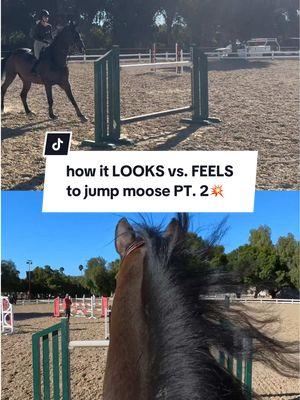 which view do you prefer?📸 #horses #equestrian #horsetok #pov #camera #pov #perspective #thirdperson #horsejumping #horsejumpingvideos #CapCut 