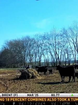 Tennessee cattle farmers face a threat to their herds from above.   Black vultures, also known as buzzards, can be aggressive in attacking newborn calves.   The University of Tennessee’s Institute of Agriculture is studying the behavior of vultures and cattle, with field cameras capturing fascinating interactions.   Charles Denney has more on this farm battle between species. #thankafarmer #thankarancher #fyp #farmtok #agtok